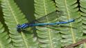 Argia medularis (Sky-blue Dancer) male.jpg